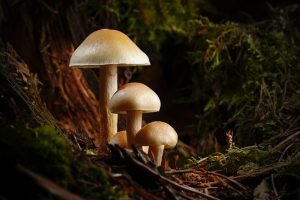 Chestnut Mushroom Cultivation Kits
