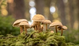 Chestnut Mushroom Grow Bags