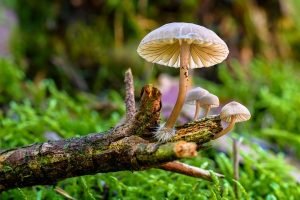 Growing Edible Mushrooms At Home