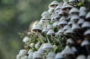 Growing Shiitake Mushrooms On Logs