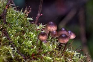 How To Grow Australian Morel Mushrooms