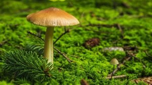 How To Grow Blue Shimeji Mushrooms
