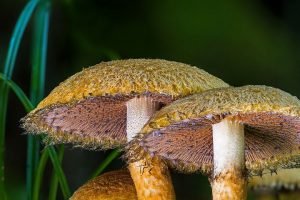 How To Grow Chestnut Mushroom