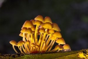 How To Grow The Phoenix Oyster Mushroom