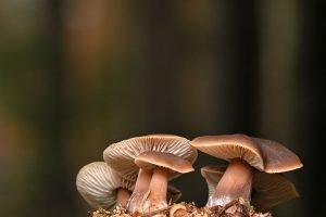 Lions Mane Grow Kit