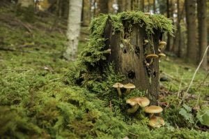 Mushroom Cultivation Classes