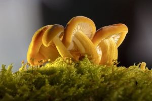 Mushroom Grow Bags Australia