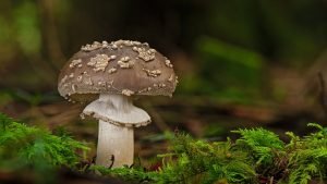 Mushroom Kits To Grow Your Own Mushrooms