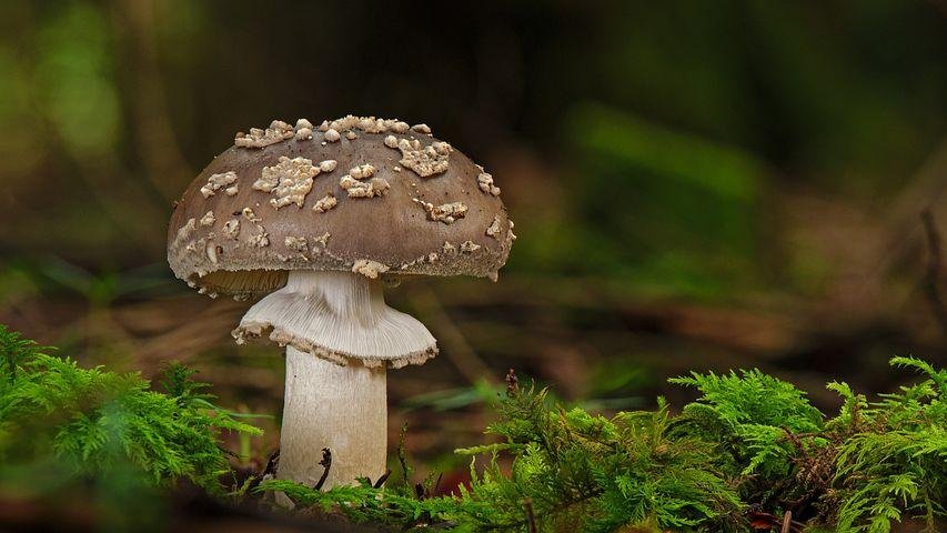 Mushroom Kits To Grow Your Own Mushrooms Compress