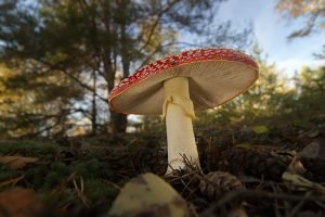 Mushroom Supplies In Australia