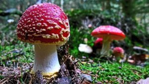 https://mushroomfarmsupplies.com.au/wp-content/uploads/2022/12/Paddy-Straw-Liquid-Culture-300x169.jpg