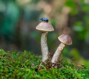 Starting A Mushroom Growing Business
