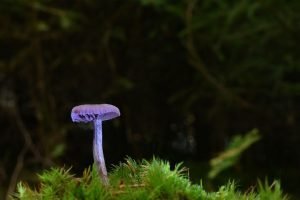 The Advantages Mushroom Spawn