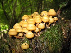 The Benefits of the Lion's Mane