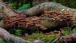 Urban Farm Mushroom