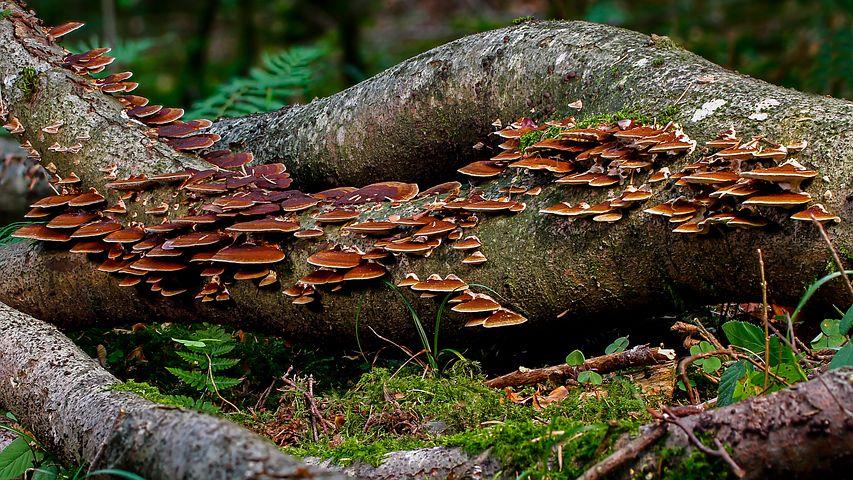 Urban Farm Mushroom compress