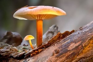 Wood Ear Mushroom Grow Bags