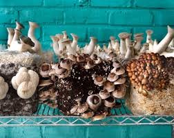 Mushroom Farm In Melbourne