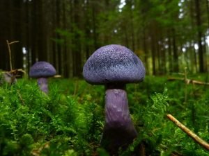5 Mushroom Grow Kits