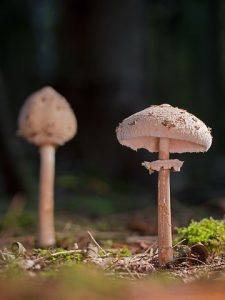 Australian Mushroom Grow Kit