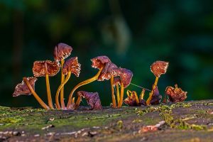 Australian Shiitake Spores