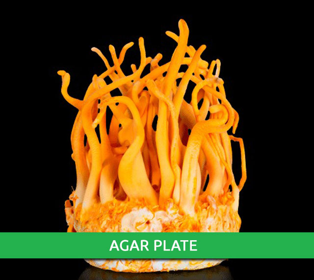 Cordyceps Agar Plate Mushroom Farm Supplies