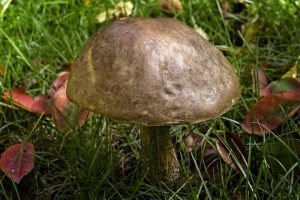 Giant King Oyster Mushroom Grow Kit