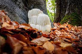 Hericium Coralloides