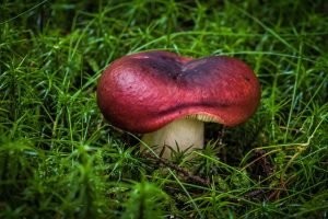 How Long Does Mushroom Liquid Culture Last