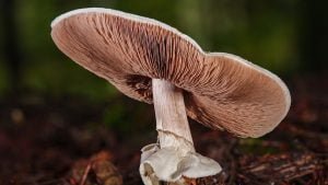 How To Grow Australian Shiitake Mushrooms