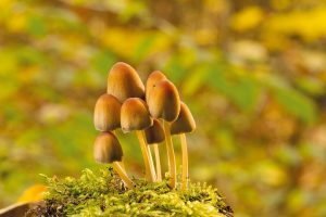 How To Grow Enoki Mushrooms