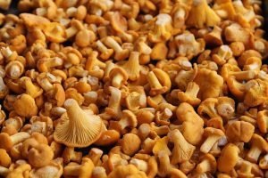 How To Grow Princess Of Pearl Oyster Mushroom