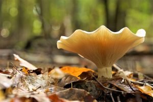 Lion Mane Mushroom Grow Kits