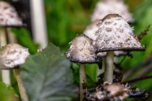 Lion's Mane Grow Kit