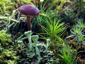 Swordbelt Mushroom Grow Kit