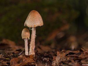 Turkey Tail Spores