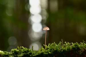 Wood Ear Spawn