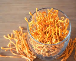 Cordyceps Fruiting Conditions