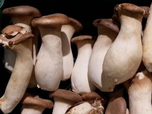 Diy Mushroom Grow Kit