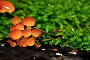 Everything You Need To Get Started Growing Mushrooms