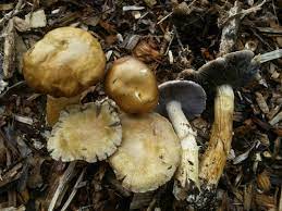 Golden Wine Cap Stropharia Rugosoannulata