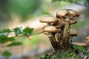 How Mushroom Spawn Is Made