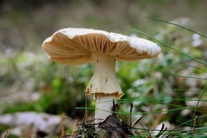 How To Grow An Oyster Mushroom