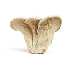 Pleurotus Nebrodensis