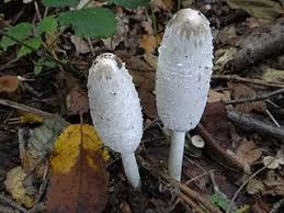 Shaggy Mane (Coprinus Comatus)