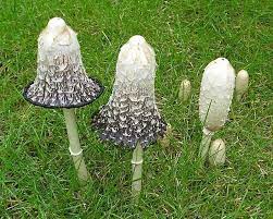 Shaggy Mane (Coprinus Comatus)