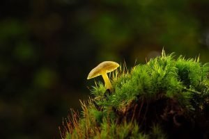 What Are Mushroom Spawn Plugs