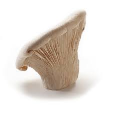 White Elf Mushroom