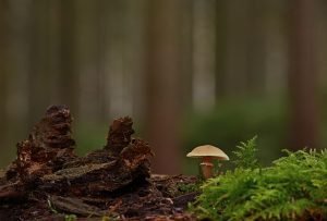 The Smart Mushroom