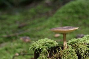 How to Make a Spore Print